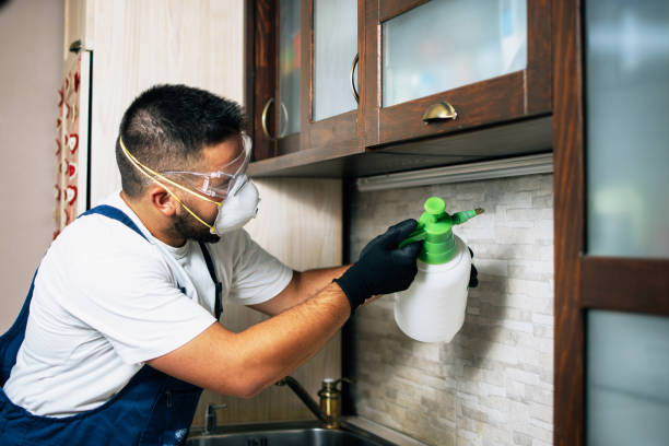 Best Flea Control Services  in Morrisonville, NY
