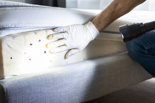 Wasp Removal Services in Morrisonville, NY