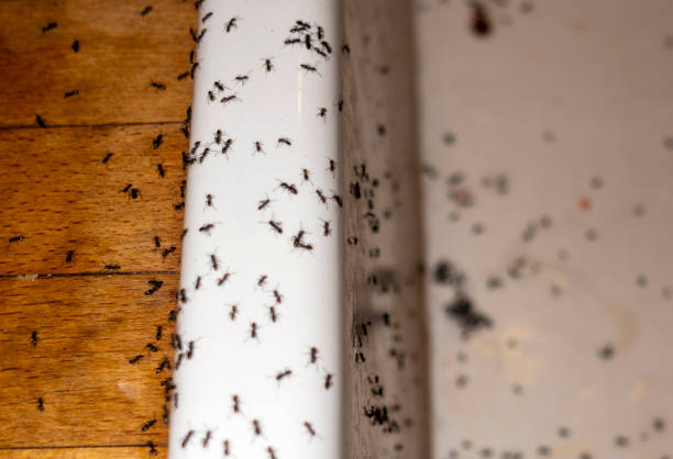 Best Insect Control  in Morrisonville, NY